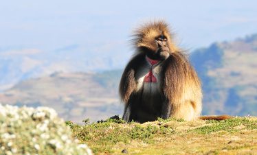 12 Days Peaks and Plateaus of Ethiopia